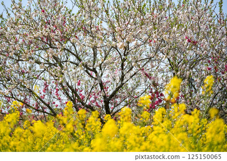 Flower peach Flower peach 125150065