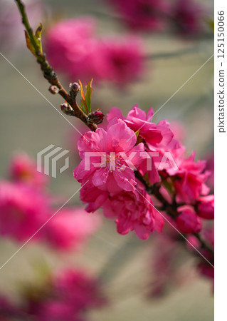 花桃 花桃 125150066