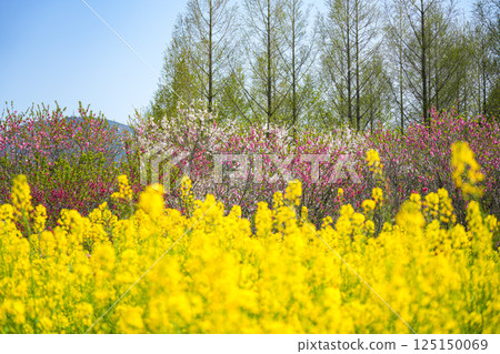 花桃 花桃 125150069
