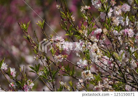Flower peach 125150071