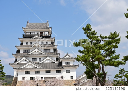 Castle tower and Somei-Yoshino cherry blossoms (Fukuyama Castle) Castle tower and Somei-Yoshino cherry blossoms (Fukuyama Castle) 125150198