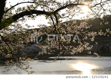 黃昏的櫻花 黃昏的櫻花 125150241