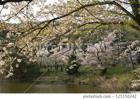 櫻花在湖邊 櫻花在湖邊 125150242