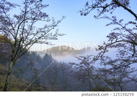 從盛開的櫻花中眺望雲海中的竹田城遺址 125150259