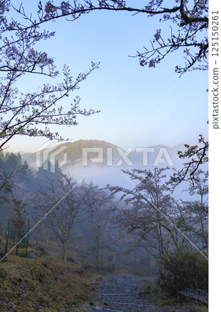 Takeda Castle ruins in the sea of clouds as seen from Tateunkyo Gorge with cherry blossoms in full bloom 125150261
