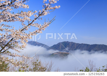 從盛開的櫻花中眺望雲海中的竹田城遺址 125150263