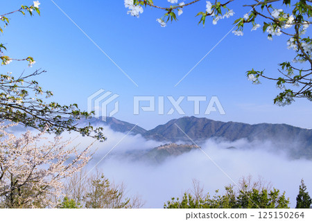 從盛開的櫻花中眺望雲海中的竹田城遺址 125150264