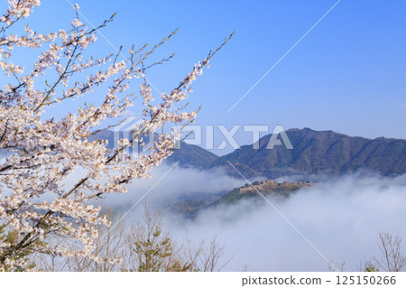 Takeda Castle ruins in the sea of clouds as seen from Tateunkyo Gorge with cherry blossoms in full bloom Takeda Castle ruins in the sea of clouds as seen from Tateunkyo Gorge with cherry blossoms in full bloom 125150266