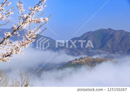 Takeda Castle ruins in the sea of clouds as seen from Tateunkyo Gorge with cherry blossoms in full bloom 125150267