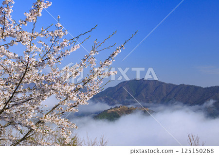 Takeda Castle ruins in the sea of clouds as seen from Tateunkyo Gorge with cherry blossoms in full bloom Takeda Castle ruins in the sea of clouds as seen from Tateunkyo Gorge with cherry blossoms in full bloom 125150268
