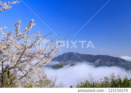 Takeda Castle ruins in the sea of clouds as seen from Tateunkyo Gorge with cherry blossoms in full bloom 125150270