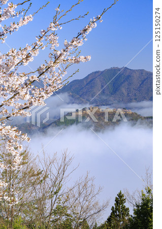 Takeda Castle ruins in the sea of clouds as seen from Tateunkyo Gorge with cherry blossoms in full bloom 125150274