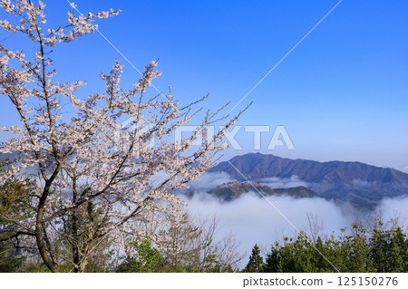 從盛開的櫻花中眺望雲海中的竹田城遺址 125150276