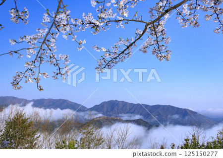 Takeda Castle ruins in the sea of clouds as seen from Tateunkyo Gorge with cherry blossoms in full bloom 125150277