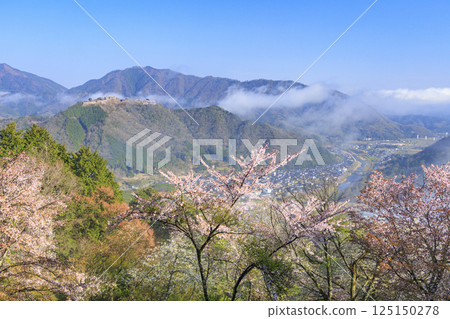 Takeda Castle ruins in the sea of clouds as seen from Tateunkyo Gorge with cherry blossoms in full bloom 125150278