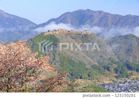 Takeda Castle ruins in the sea of clouds as seen from Tateunkyo Gorge with cherry blossoms in full bloom 125150281