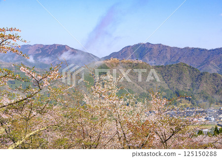 從盛開的櫻花中眺望雲海中的竹田城遺址 從盛開的櫻花中眺望雲海中的竹田城遺址 125150288