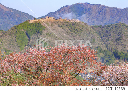 Takeda Castle ruins in the sea of clouds as seen from Tateunkyo Gorge with cherry blossoms in full bloom 125150289