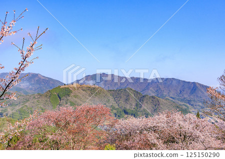 Takeda Castle ruins in the sea of clouds as seen from Tateunkyo Gorge with cherry blossoms in full bloom 125150290