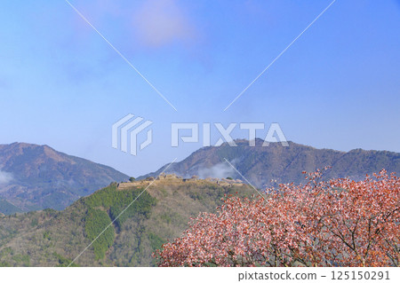 從盛開的櫻花中眺望雲海中的竹田城遺址 125150291