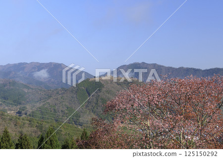 Takeda Castle ruins in the sea of clouds as seen from Tateunkyo Gorge with cherry blossoms in full bloom 125150292
