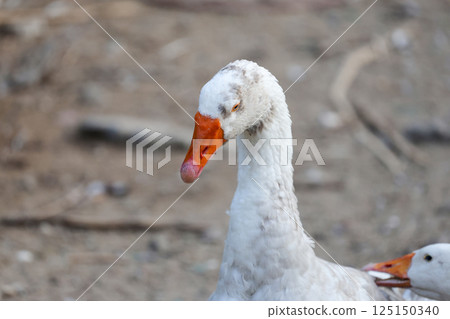 Close up head goose in nature farm garden at thailand Close up head goose in nature farm garden at thailand 125150340