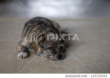 The small gray dog is action sleep on cement floor The small gray dog is action sleep on cement floor 125150341