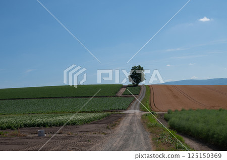 Birch tree standing in a field of summer hills Birch tree standing in a field of summer hills 125150369