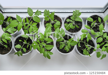 Tomato seedlings growing in plastic containers on a sunny windowsill. Fresh, organic plants symbolizing healthy eating, home gardening, and sustainable lifestyle. 125150484