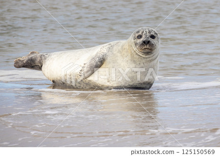 Eierland, De Cocksdorp, Texel, The Netherlands, Oktober 28th, 2024, A Harbor Seal is Enjoying a Eierland, De Cocksdorp, Texel, The Netherlands, Oktober 28th, 2024, A Harbor Seal is Enjoying a 125150569