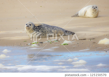 Eierland, De Cocksdorp, Texel, The Netherlands, Oktober 28th, 2024, Seals resting on Sandy Beach A Eierland, De Cocksdorp, Texel, The Netherlands, Oktober 28th, 2024, Seals resting on Sandy Beach A 125150570