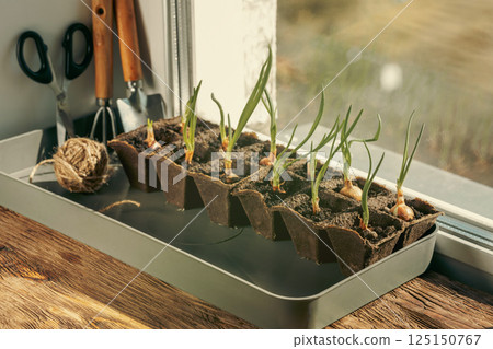 Spring onions seedlings in peat pots and hand garden tools on a windowsill at home, copy space. 125150767