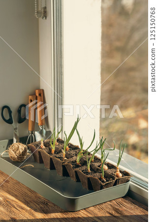 Spring onions seedlings in peat pots and hand garden tools on a windowsill at home, vertical photo, copy space. 125150768