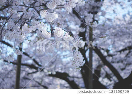 Somei-yoshino cherry blossoms at Tochoji Temple in Fukuoka 125150799