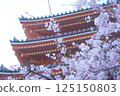 Five-story pagoda and weeping cherry blossoms at Tochoji Temple in Fukuoka 125150803