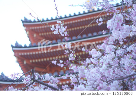Five-story pagoda and weeping cherry blossoms at Tochoji Temple in Fukuoka 125150803