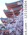 Five-story pagoda and weeping cherry blossoms at Tochoji Temple in Fukuoka 125150804