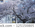 Somei-yoshino cherry blossoms at Tochoji Temple in Fukuoka 125150805