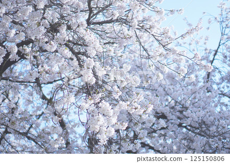 Somei-yoshino cherry blossoms at Tochoji Temple in Fukuoka 125150806