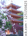 Five-story pagoda and weeping cherry blossoms at Tochoji Temple in Fukuoka 125150825