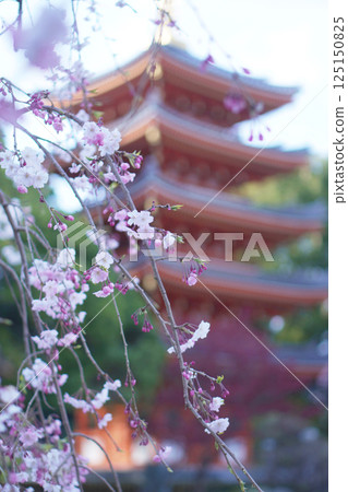 Five-story pagoda and weeping cherry blossoms at Tochoji Temple in Fukuoka Five-story pagoda and weeping cherry blossoms at Tochoji Temple in Fukuoka 125150825