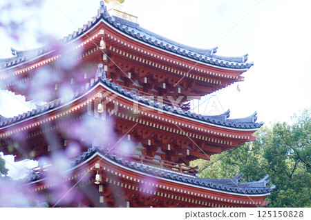 Five-story pagoda and weeping cherry blossoms at Tochoji Temple in Fukuoka 125150828