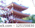 Five-story pagoda and weeping cherry blossoms at Tochoji Temple in Fukuoka 125150830