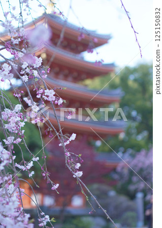 Five-story pagoda and weeping cherry blossoms at Tochoji Temple in Fukuoka 125150832