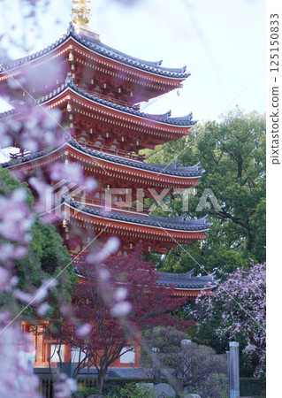 Five-story pagoda and weeping cherry blossoms at Tochoji Temple in Fukuoka 125150833