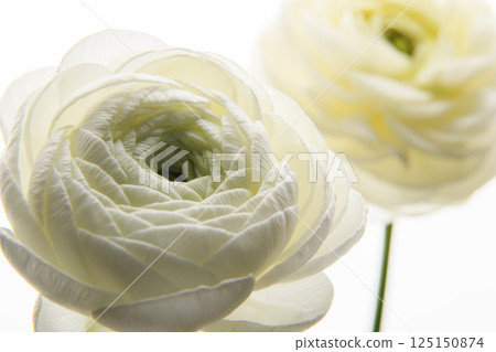 Two white flowers Ranunculus. horizontal photo. Picture in a frame. Universal close-up photo. Two white flowers Ranunculus. horizontal photo. Picture in a frame. Universal close-up photo. 125150874