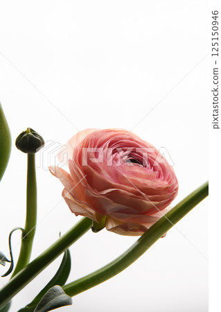 Pink Ranunculus flower on white background. Vertical photo. Universal close-up photo. Picture in frame. Style.  125150946