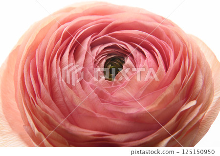 Pink Ranunculus flower on white background. Style. Horizontal photo. Universal close-up photo. Picture in frame.  125150950