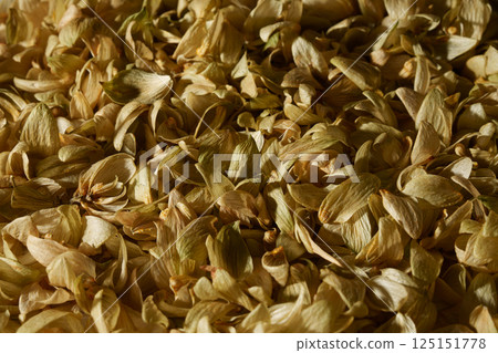 Beer background image for advertising. Hop flowers. Beer background image for advertising. Hop flowers. 125151778