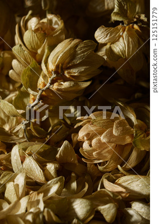 Lots of dry hop cones. Hop flowers. 125151779